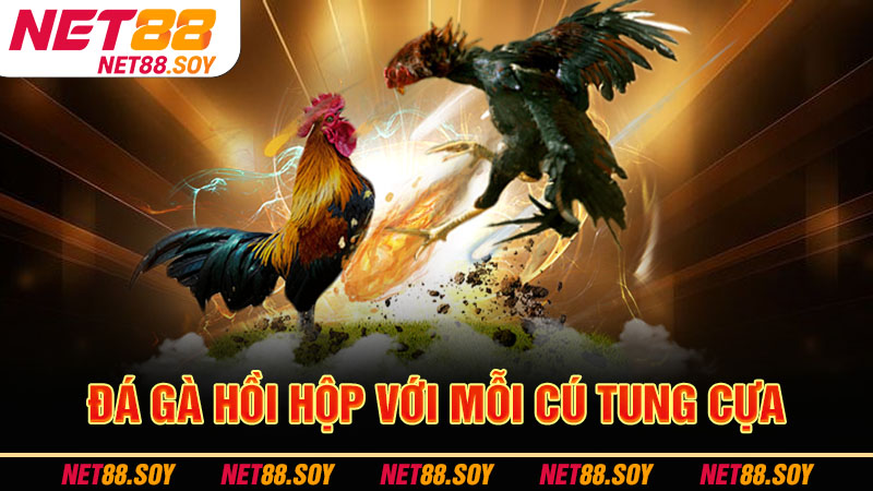 Đá gà hồi hộp với mỗi cú tung cựa